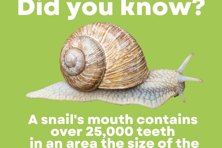 Snails facts
